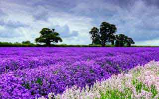 FOMC Minutes: What the Minutes Revealed and Their Market Impact