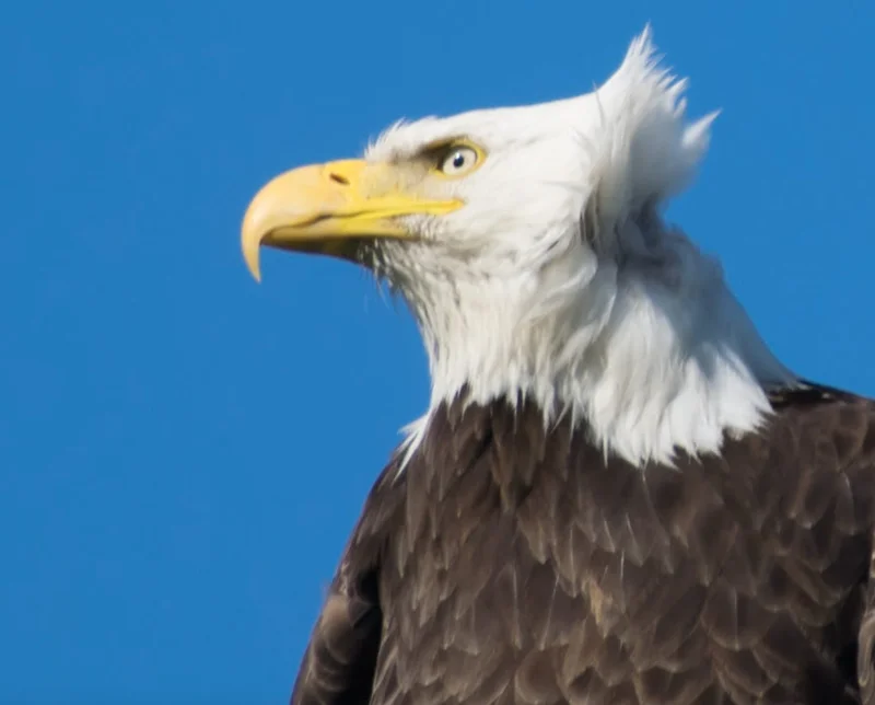 Alaska Permanent Fund: Analyzing the 2025 Dividend Amount and Stimulus Impact